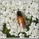 Arge ochropus - Blattwespe 01.jpg